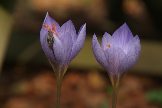 Crocus speciosus  bestellen